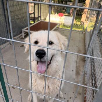 Iris -  Great Pyrenees Dog for Adoption in Columbus, North Carolina - Iris | PetCurious