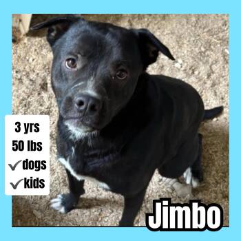 Pit Bull Terrier Dogs Available for Adoption in Plano, Texas - Jimbo | PetCurious