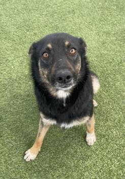 Khloe -  Mixed Breed Dog for Adoption in Fort Worth, Texas - Khloe | PetCurious