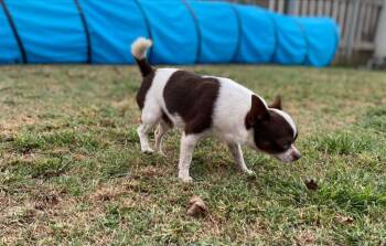 Romeo -  Chihuahua Dog for Adoption in Cleveland, Oklahoma - Romeo | PetCurious