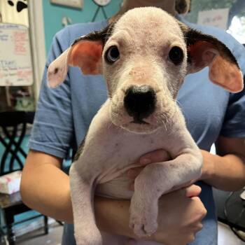 Geico -  Boxer and Australian Cattle Dog Blue Heeler Dog for Adoption in Stephenville, Texas - Geico | PetCurious