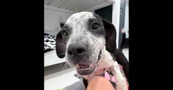 CiCi -  Bluetick Coonhound and Boxer Dog for Adoption in Youngsville, North Carolina - CiCi | PetCurious