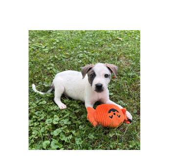 Ranger -  Terrier and Mixed Breed Dog for Adoption in Lake Geneva, Wisconsin - Ranger | PetCurious