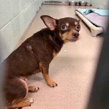 Cappuccina -  Chihuahua Dog for Adoption in Newark, New Jersey - Cappuccina | PetCurious