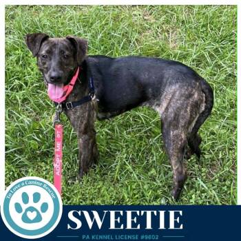 Sweetie (Mom to Sweeties Sweets) 082926 -  Shepherd Dog for Adoption in Kimberton, Pennsylvania - Sweetie (Mom To Sweeties Sweets) 082926 | PetCurious
