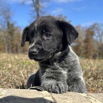 Rescue Australian Cattle Dog Blue Heeler Dogs for Adoption in Warrior, Alabama - Mimi | PetCurious