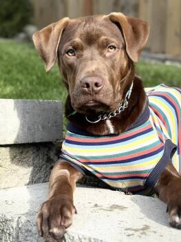 Pit Bull Terrier and Chihuahua Dogs Available for Adoption in Bothell, Washington - Willie | PetCurious