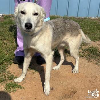 Frederick -  Australian Shepherd and Labrador Retriever Dog for Adoption in Washington, District Of Columbia - Frederick | PetCurious