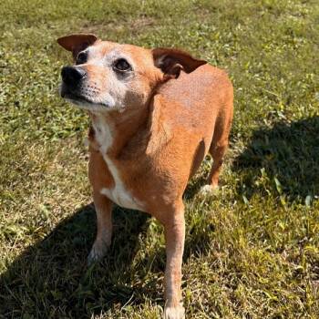 Rescue Chihuahua and Mixed Breed Dogs for Adoption in Mount Vernon, Indiana - Prince Orion Truman III | PetCurious