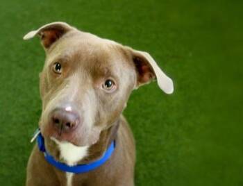 Rescue Mixed Breed Dogs for Adoption in West Chester, Pennsylvania - Kade | PetCurious