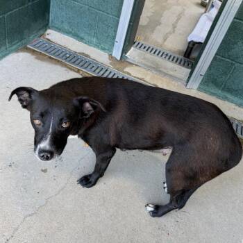 Emily -  Labrador Retriever and Australian Cattle Dog Blue Heeler Dog for Adoption in Carencro, Louisiana - Emily | PetCurious