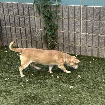 Mr McGee - ECAS -  Dachshund and Terrier Dog for Adoption in Pleasanton, California - Mr McGee - ECAS | PetCurious