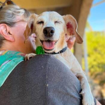 Bailey Blue -  Chihuahua Dog for Adoption in Ramona, California - Bailey Blue | PetCurious