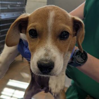 Rescue Mixed Breed Dogs for Adoption in Huntington, West Virginia - Topos | PetCurious