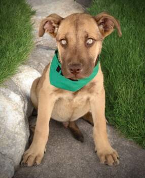 Mister -  Shepherd and Mastiff Dog for Adoption in Kingman, Arizona - Mister | PetCurious