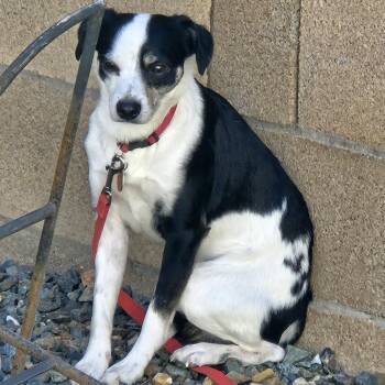 Rat Terrier and Chihuahua Dogs Available for Adoption in Prescott, Arizona - Percy | PetCurious