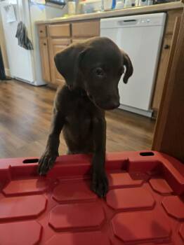 Cleo -  Labrador Retriever and Pit Bull Terrier Dog for Adoption in Midway, Utah - Cleo | PetCurious