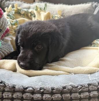 Typhoon -  Hound Dog Available for Adoption in Waunakee, Wisconsin - Typhoon | PetCurious