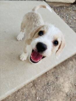 Cinco -  Terrier Dog for Adoption in Tucson, Arizona - Cinco | PetCurious