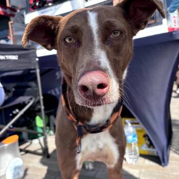 Rescue Mixed Breed Dogs for Adoption in San Diego, California - Cade | PetCurious