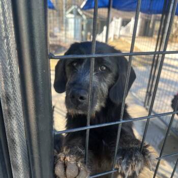 Schnauzer and Poodle Dogs Available for Adoption - Johnny | PetCurious