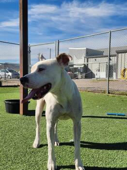 Rescue Cane Corso and American Staffordshire Terrier Dogs for Adoption in Truth Or Consequences, New Mexico - Lucky | PetCurious