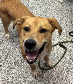 Peach -  Labrador Retriever Dog for Adoption in Golden, Colorado - Peach | PetCurious