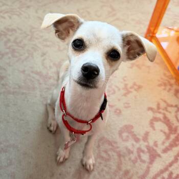 Godsey -  Chihuahua Dog for Adoption - Godsey | PetCurious