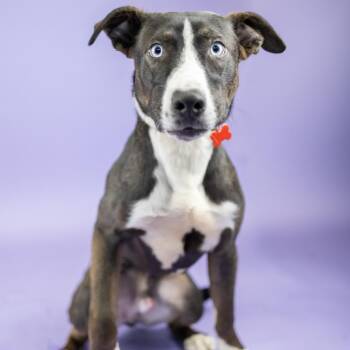 Andy -  Mixed Breed Dog for Adoption in Portland, Oregon - Andy | PetCurious