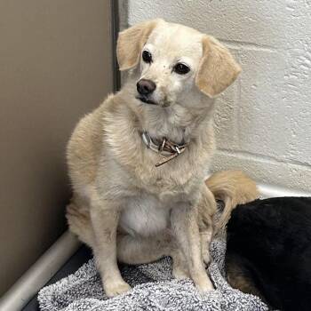 Sassy -  Pomeranian and Mixed Breed Dog for Adoption in Lyndhurst, Virginia - Sassy | PetCurious