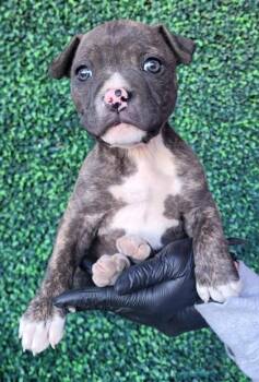 Rescue Pit Bull Terrier and Mixed Breed Dogs for Adoption in El Paso, Texas - 59837724 | PetCurious