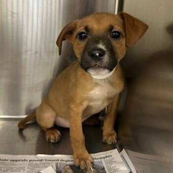 Mixed Breed Dogs Available for Adoption in Knoxville, Tennessee - Lois | PetCurious