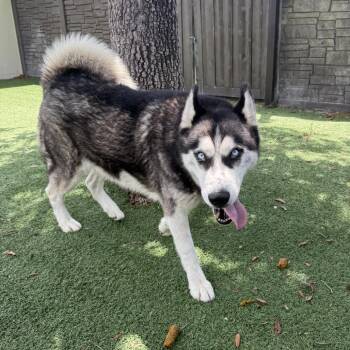 Husky Dogs Available for Adoption in Loxahatchee Groves, Florida - Mavi Jim 2657 | PetCurious