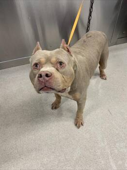 ZOOM -  Pit Bull Terrier Dog for Adoption in Fairbanks, Alaska - ZOOM | PetCurious