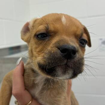 Freddy -  Rat Terrier and Mixed Breed Dog for Adoption in Corpus Christi, Texas - Freddy | PetCurious
