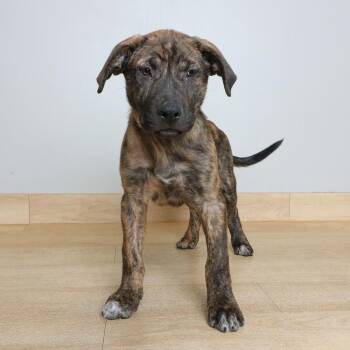 Ganon D70885 -  Pit Bull Terrier and German Shepherd Dog Dog for Adoption in Minnetonka, Minnesota - Ganon D70885 | PetCurious