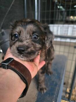 Poodle and Retriever Dogs Available for Adoption - Kale | PetCurious