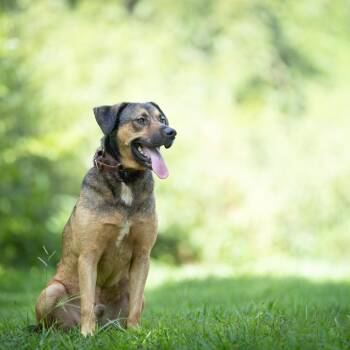 Axle -  German Shepherd Dog and Mixed Breed Dog for Adoption in Rossville, Georgia - Axle | PetCurious