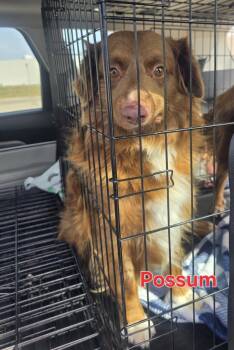 Australian Shepherd Dogs Available for Adoption in Dalworthington Gardens, Texas - Possum | PetCurious