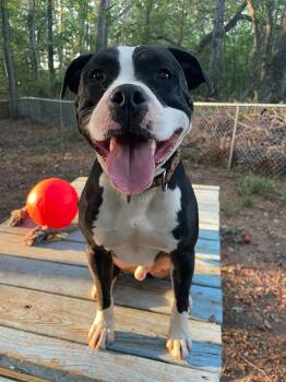 Rescue American Bulldog Dogs for Adoption in Greenville, South Carolina - Domino | PetCurious
