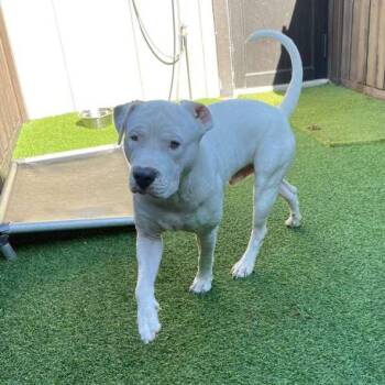 Rocky -  Dogo Argentino Dog for Adoption in Loxahatchee Groves, Florida - Rocky | PetCurious