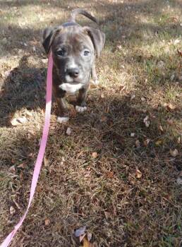 Rescue Pit Bull Terrier and Hound Dogs for Adoption in Grand Haven, Michigan - Hazel | PetCurious