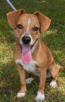 Beagle Dogs Available for Adoption in Washington, District Of Columbia - Lindi | PetCurious
