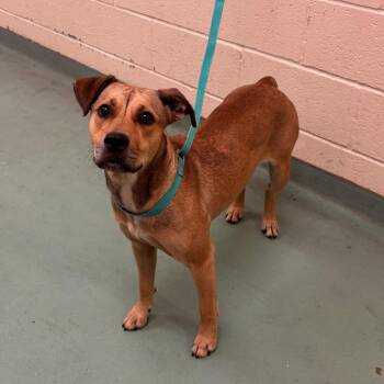 Cupcake -  Mixed Breed Dog for Adoption in Memphis, Tennessee - Cupcake | PetCurious