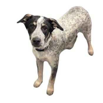Haggard -  Australian Cattle Dog Blue Heeler Dog for Adoption in Red Bluff, California - Haggard | PetCurious