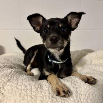 Pete -  Chihuahua Dog for Adoption in Murphysboro, Illinois - Pete | PetCurious