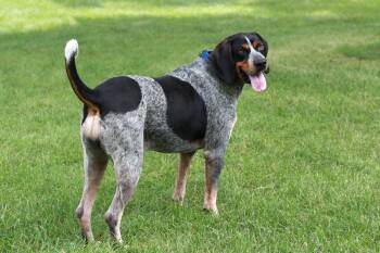 Bluetick Coonhound Dogs Available for Adoption - Russ | PetCurious