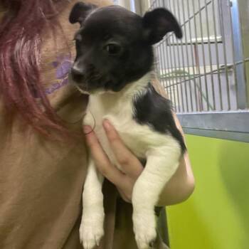 Terrier and Mixed Breed Dogs Available for Adoption in Spokane, Washington - Quinn | PetCurious