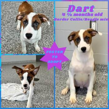 Rescue Border Collie and Beagle Dogs for Adoption in Franklin, Indiana - Dart | PetCurious