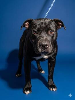 Mixed Breed Dogs Available for Adoption in Jacksonville, Florida - PAPITO | PetCurious